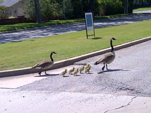 Make Way Ducklings